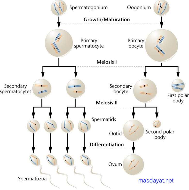 Jelaskan Perbedaan Antara Spermatogenesis Dan Oogenesis Ditinjau Dari Hasil Akhirnya Mas Dayat