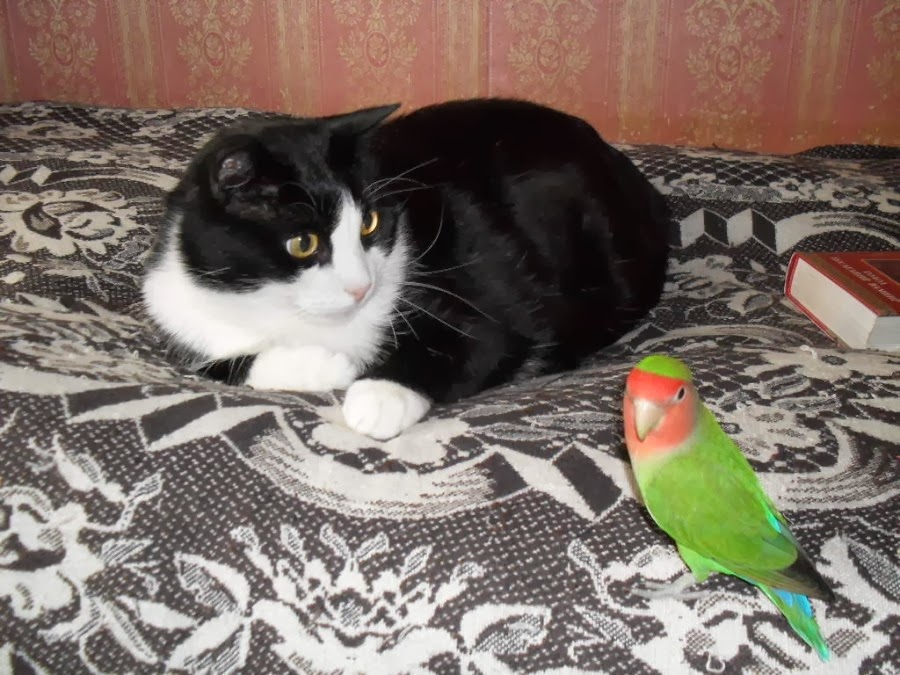 Sweet Friendship of Cats and Parrots