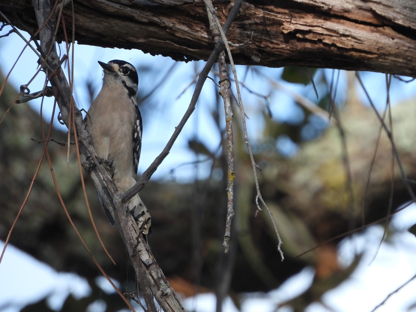 Bird & Travel Photos, Birding Sites, Bird Information MALE DOWNY