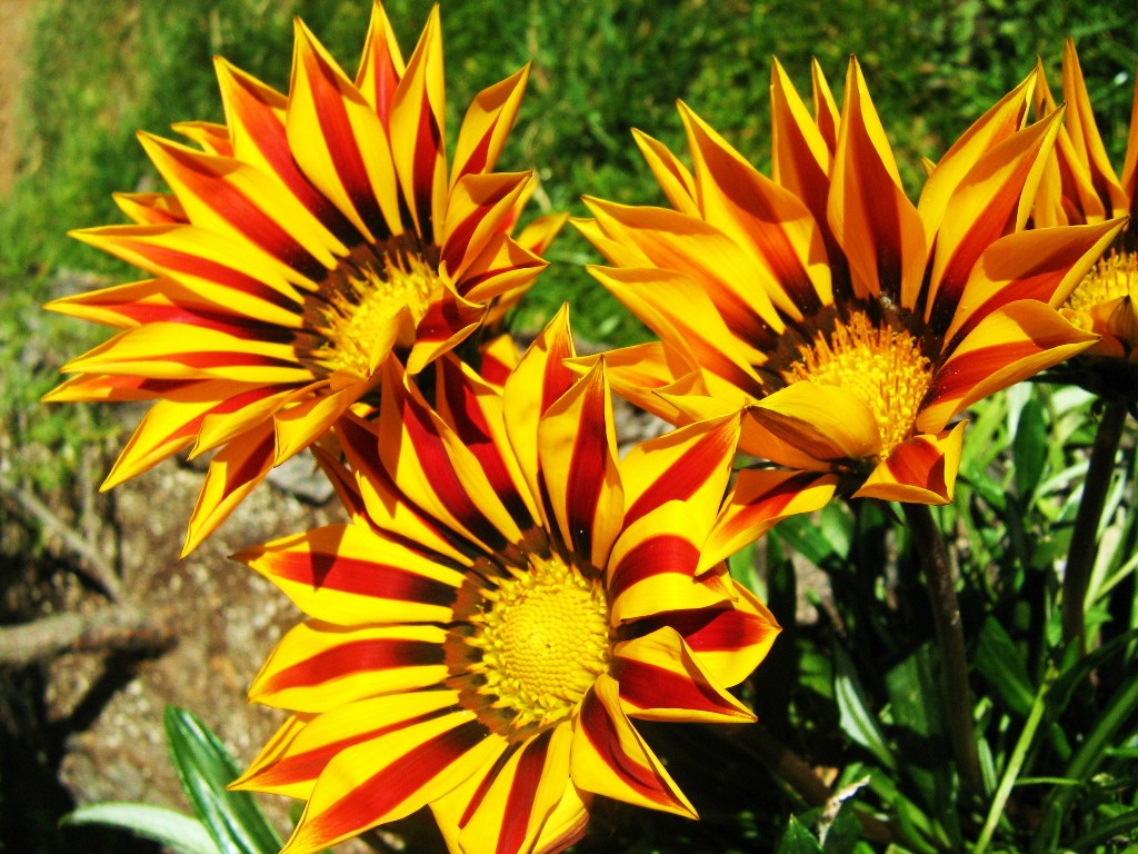 Valley of Flowers National Park Natural Creations