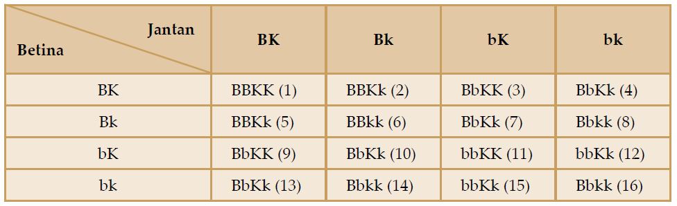 Contoh Persilangan Dihibrid (Persilangan Dua Individu