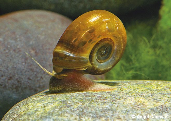 caracol de agua dulce