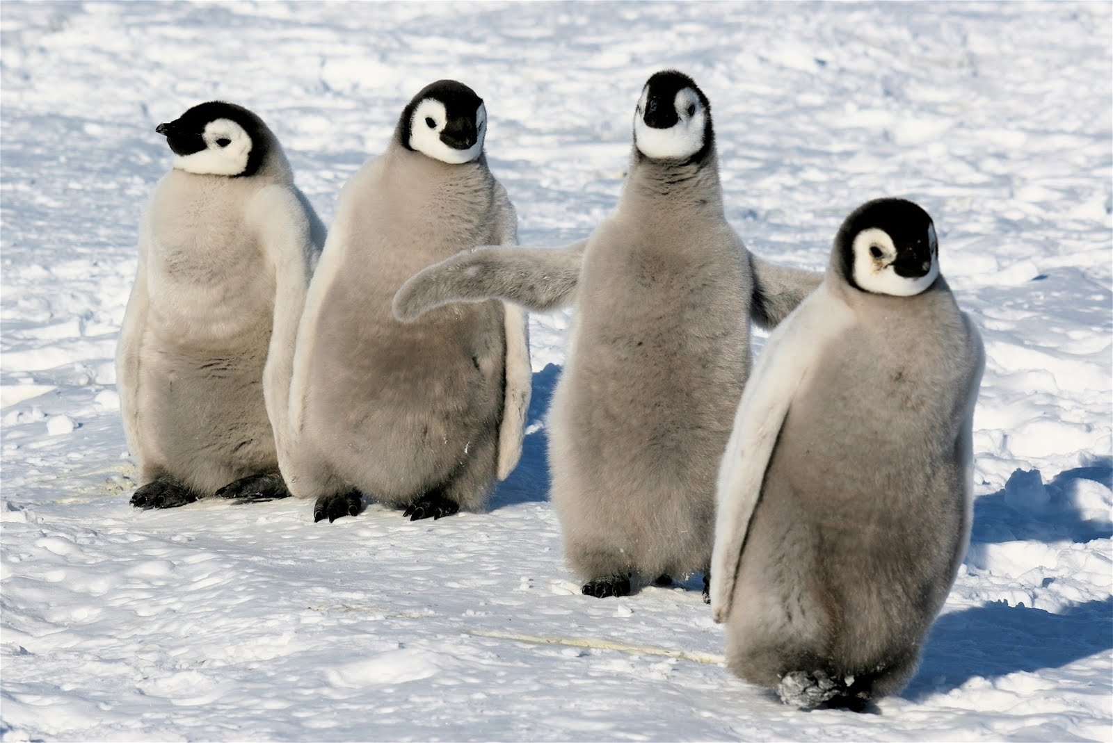 the-penguin-perspective-getting-to-know-the-emperor-penguins