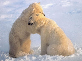 gambar dua ekor beruang kutub sedang saling memeluk, salji.