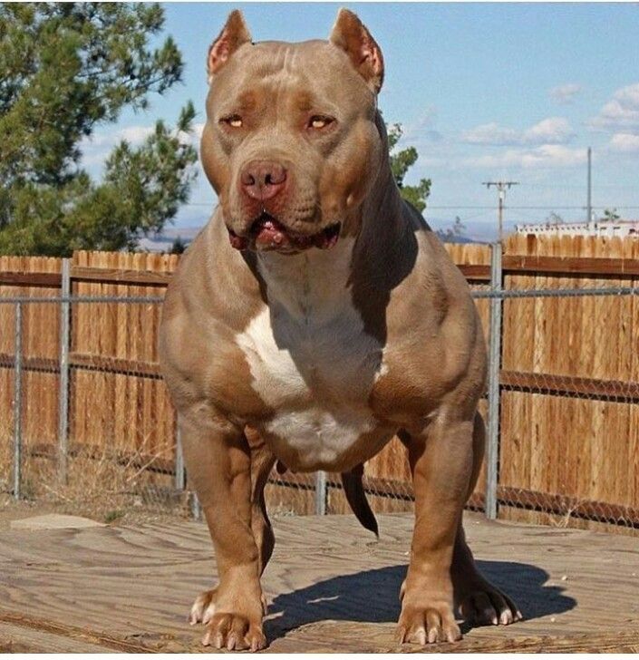 Top 10 World S Most Dangerous Dog Breeds 2021 Pictures