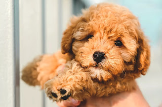 Top 16 Small dog breeds in India with price