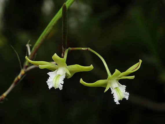 Dendrobium bowmanii