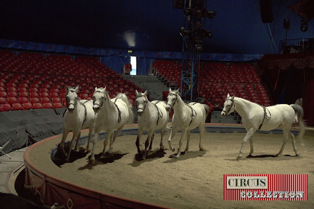 Yvan Frederic Knie  en répétition avec ses chevaux dans le manège du Cirque National suisse Knie