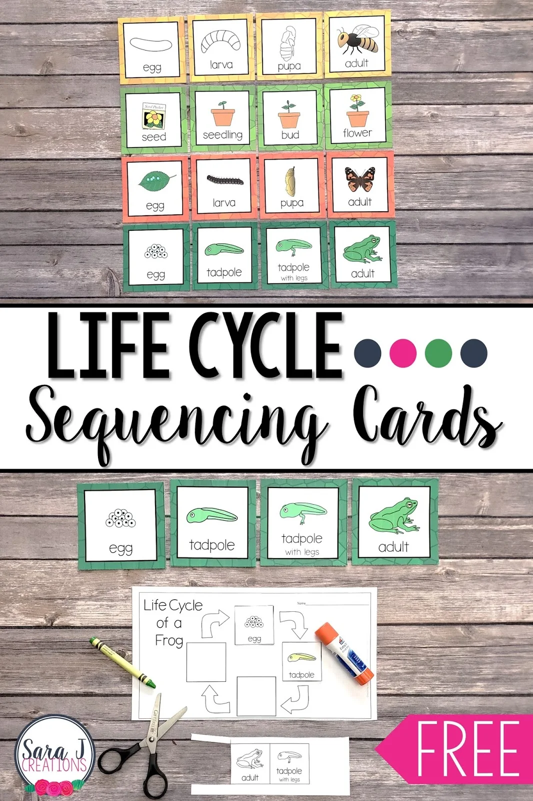 Learn about the life cycle of a bee, flower, butterfly, and frog with these free printables! Practice sequencing the life cycle with these cards and then complete a cut and glue activity.