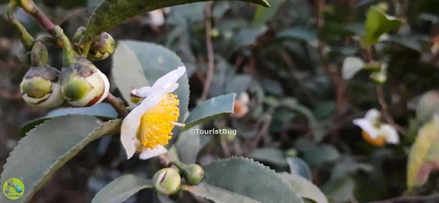 Tea flower of Tea plant in Dehradun