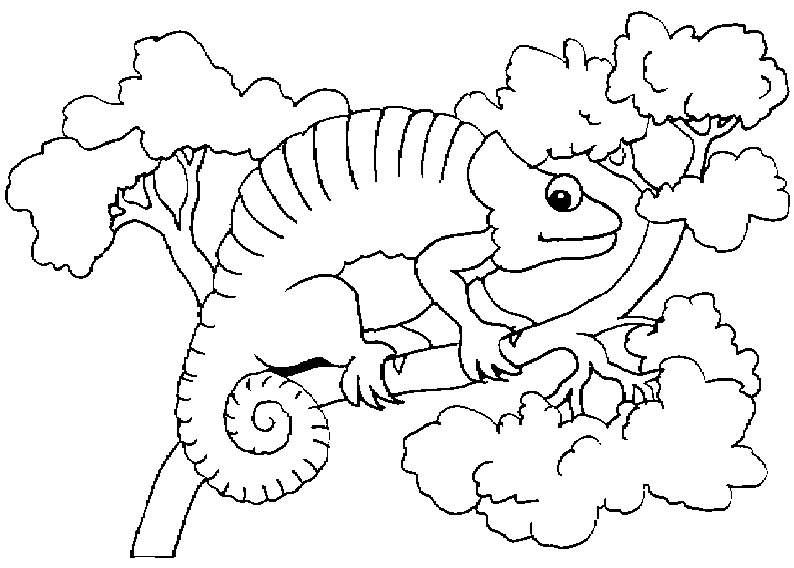 Download Chameleon Coloring Pages To Printable