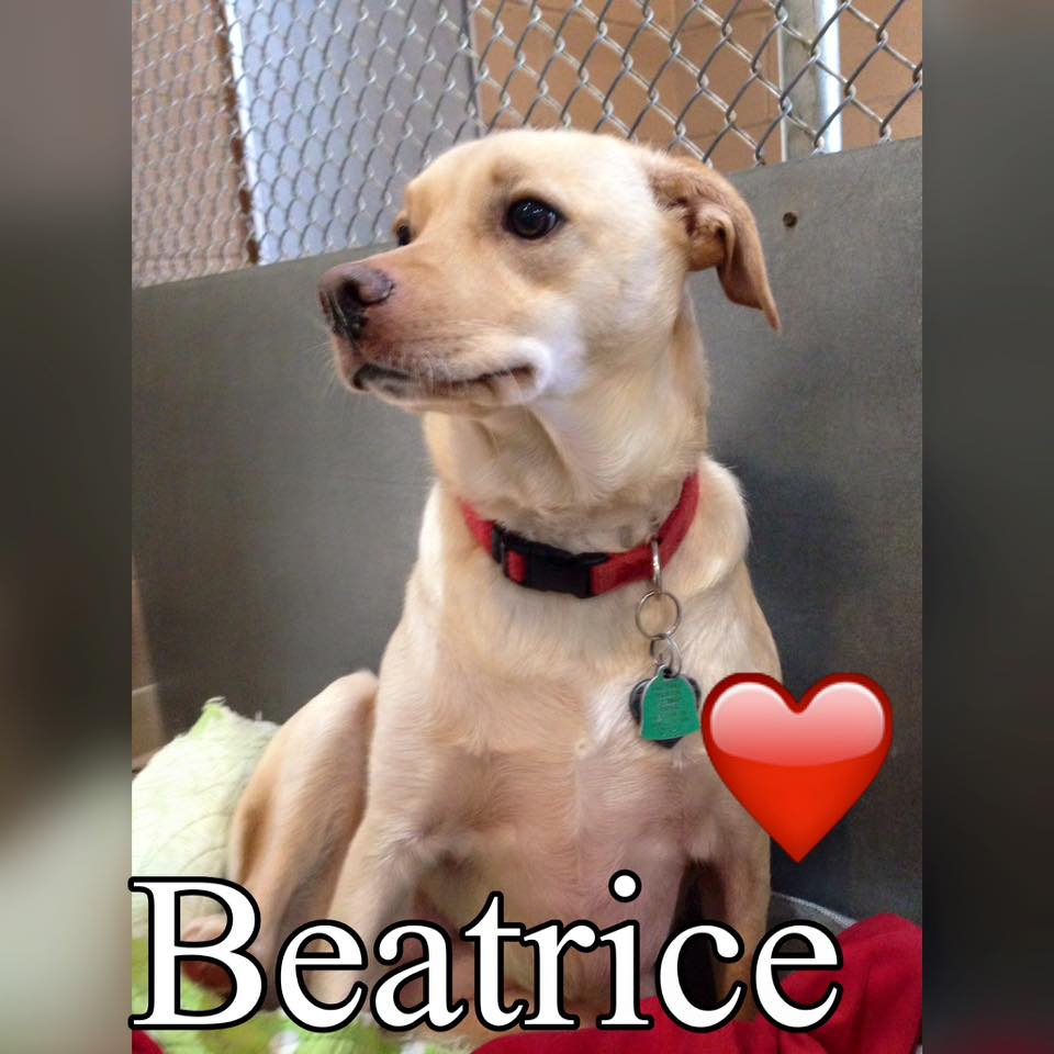 Life Of A Kennel Worker The Truth About Being A Kennel Worker