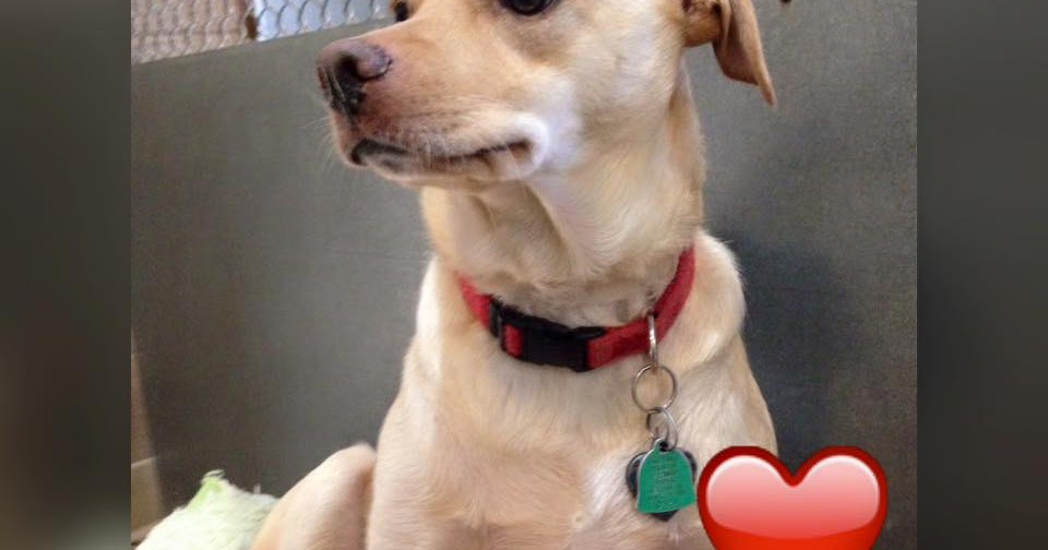 Life Of A Kennel Worker The Truth About Being A Kennel Worker