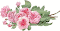 rosas.gif