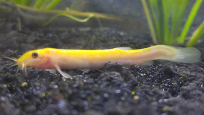 Where are golden loaches found?