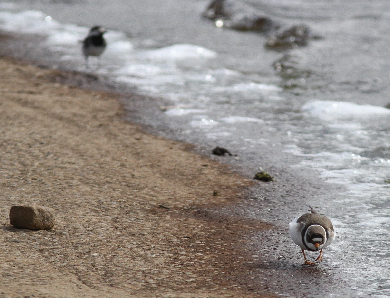WEST YORKSHIRE BIRDING You can,t get enough of Ringed Plovers. Fly Flatts