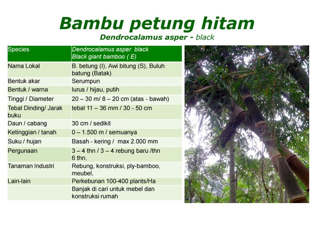 Jenis dan ciri tumbuhan Bambu serta Manfaatnya Jenisajatitik