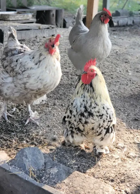 chickens in pen