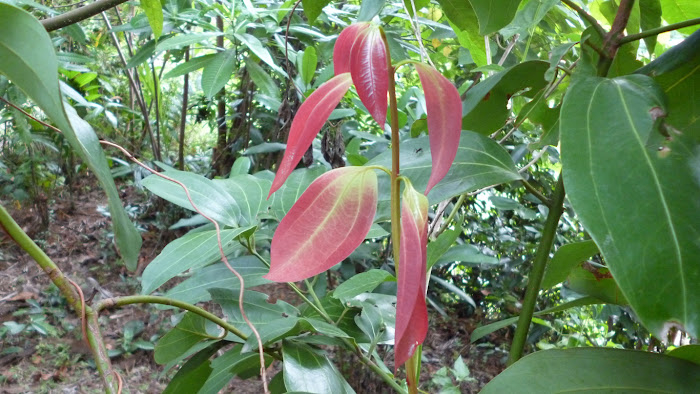 True Cinnamon Or Ceylon Cinnamon - Kurundu | SL Flora