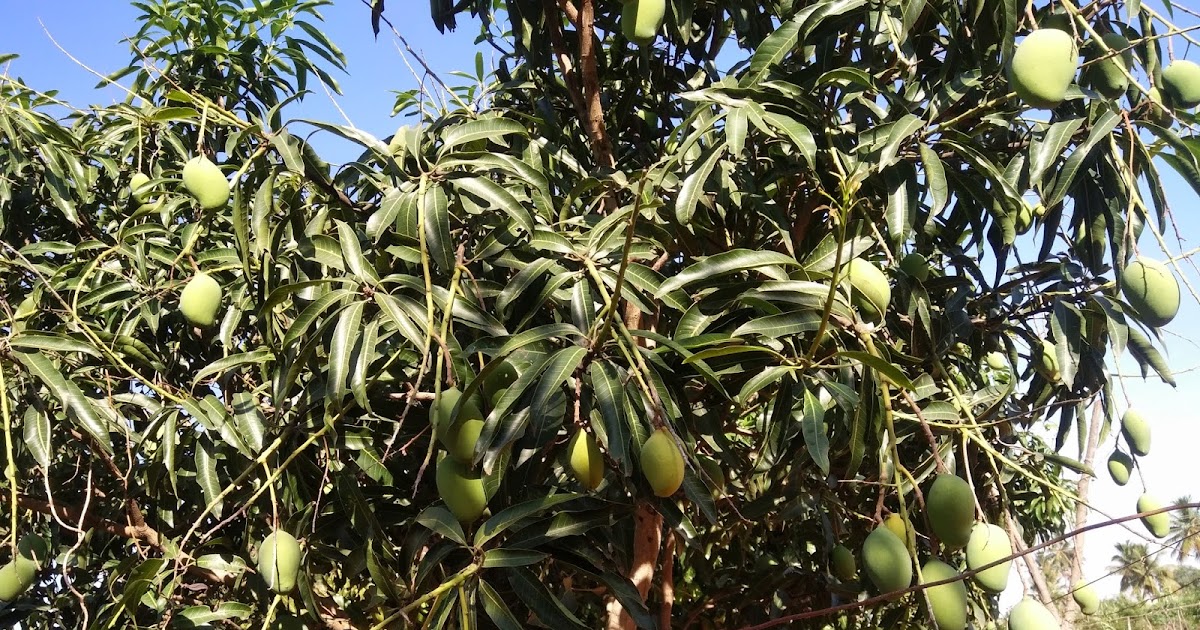 All Things Considered: The Mallika mango in Hoskote