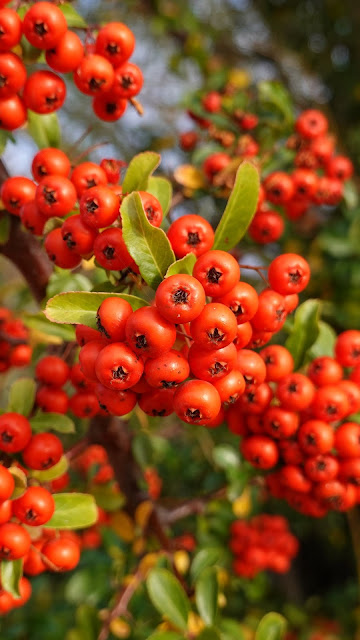 HD Wallpaper Red, Firecrackers, Berries, Leaves, Branches