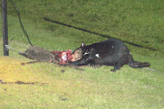 Canavar o gün daha önceden bir araba tarafından öldürülmüş bir wallaby yiyor.