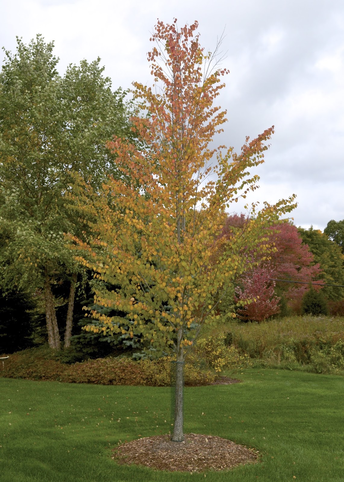 Plant Inventory at 20 Timothy Cercidiphyllum japonicum / Katsura Tree