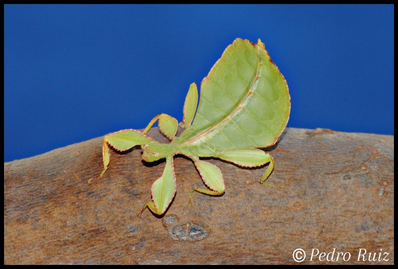 Ninfa hembra L4 de Phyllium philippinicum, 3 cm de longitud Ninfa hembra L4 de Phyllium philippinicum, 3 cm de longitud