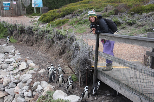 VER PINGUINS e BALEIAS na África do Sul - Se as baleias se escondem, exibem-se os pinguins | África do Sul