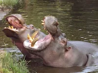 Hippos teeth can grow up to 3 feet in length.