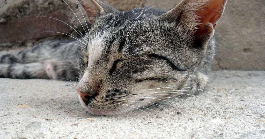 PHOTO Cat looks like snake