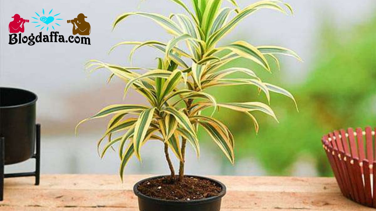raflexa song of India Dracaena raflexa song of India
