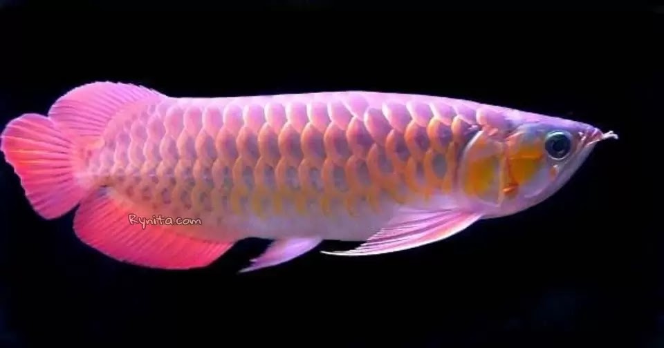 Ciri ciri Ikan Arwana Lapar