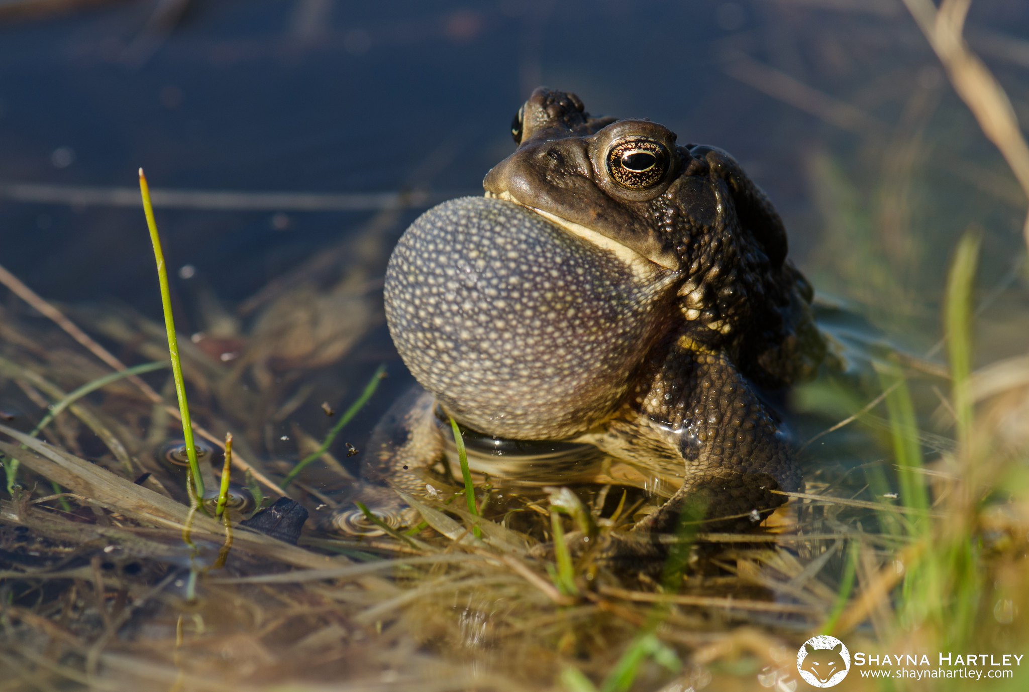 All Toads Benefits of Having Toads in Your Yard & How to