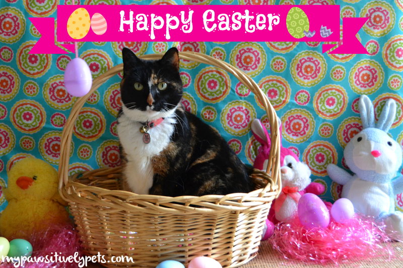 Snapshots on Sunday: Happy Easter! | Pawsitively Pets
