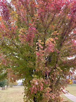 The colors of fall are strutting their stuff!