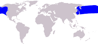 Beyaz yanlı musurun doğal yaşam alanı haritası