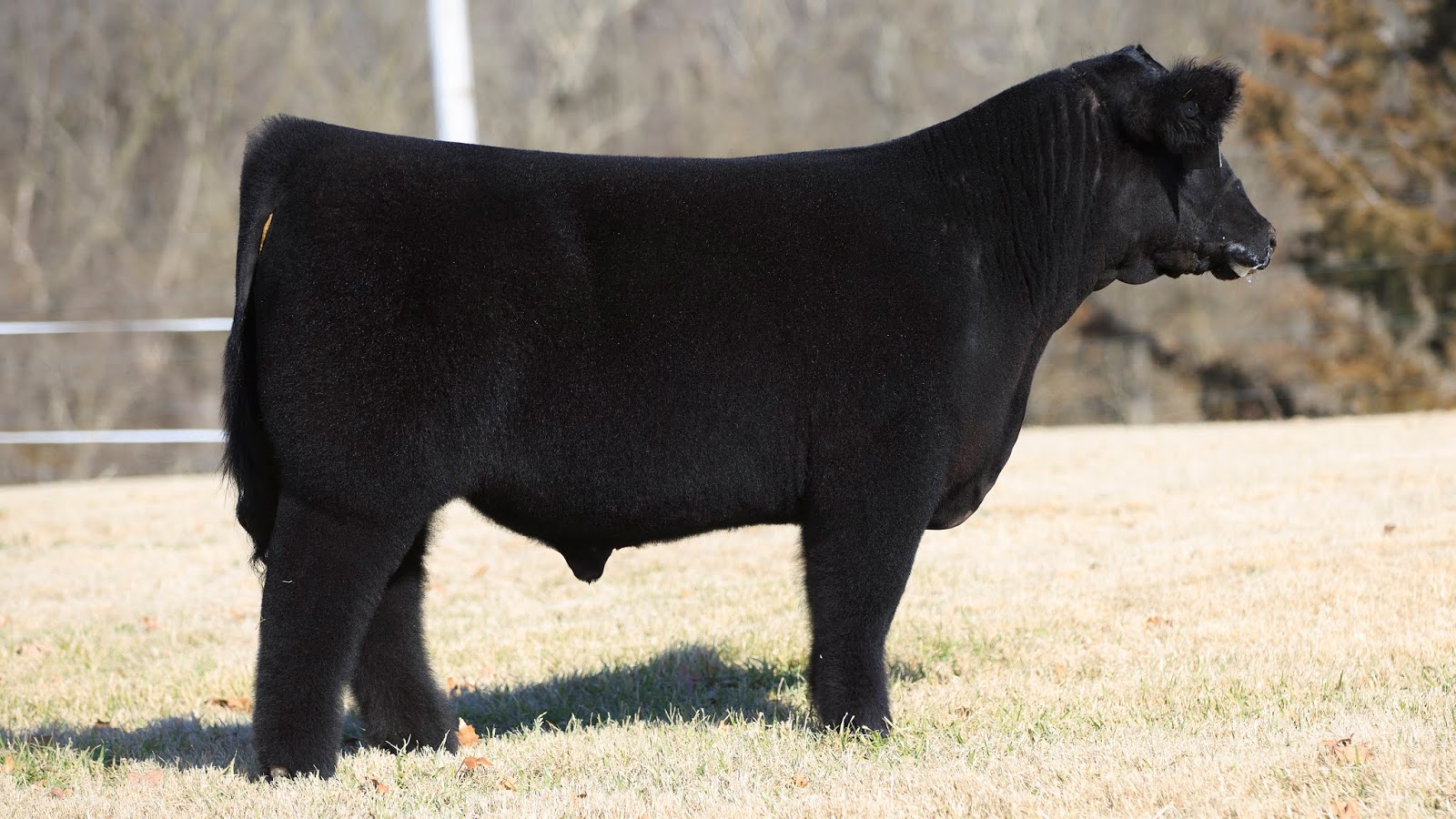 RCC Blog Goretska Show Steers Sale is LOADED!