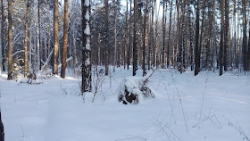 "Беседы у костра" прогулка по зимнему лесу