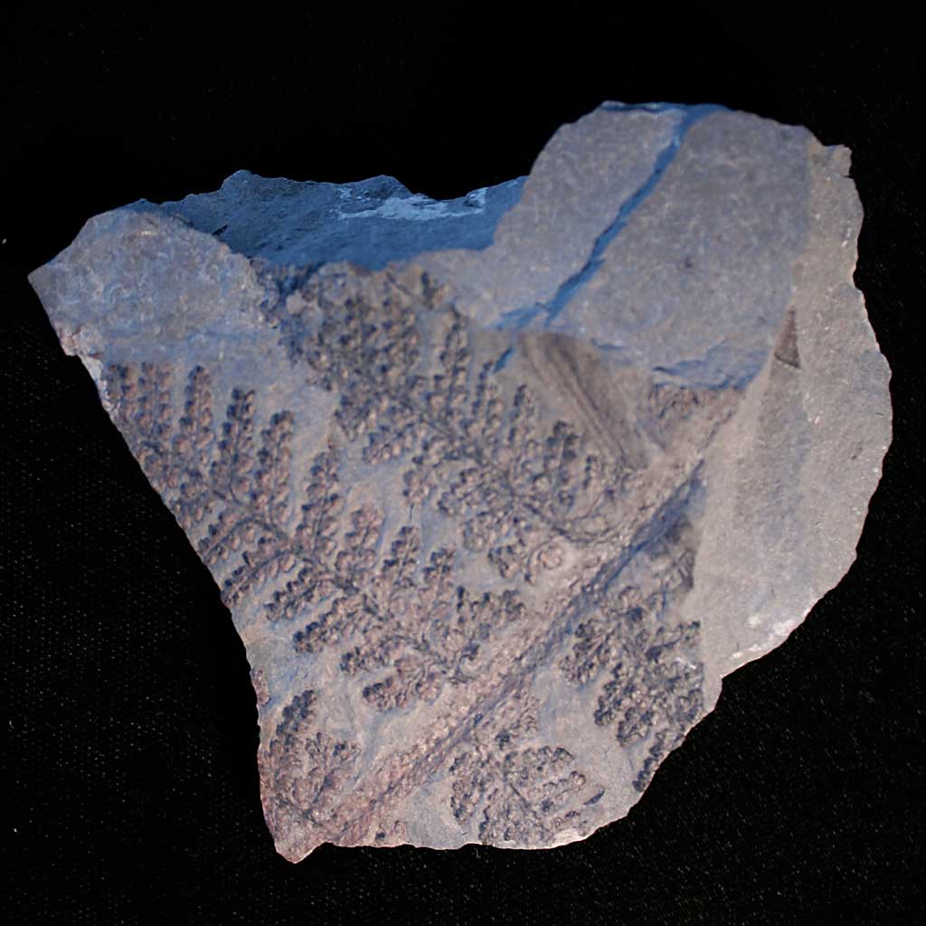 Louisville Fossils and Beyond Sphenopteris Plant Fossil