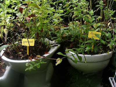 Sustainable gardening recycled toilets as planters Centre for Alternative Technology Green Fingered Blog