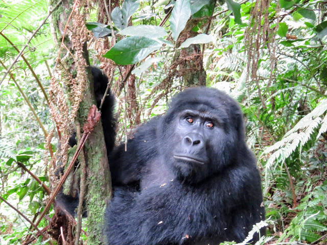 Black back gorilla of the Nkuringo family in the Bwindi Impenetrable Forest in Uganda