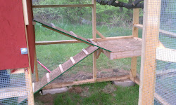 coop chicken ramp ever platform simple easy ain three
