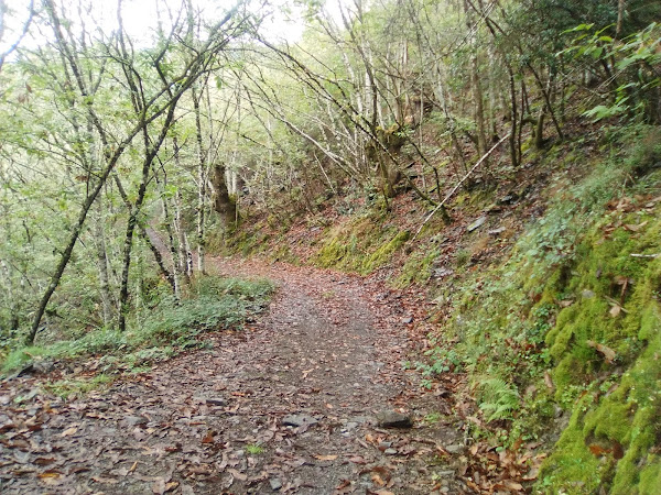 Bosques en el último tramo de la bajada al Salto de Salime. Asturias
