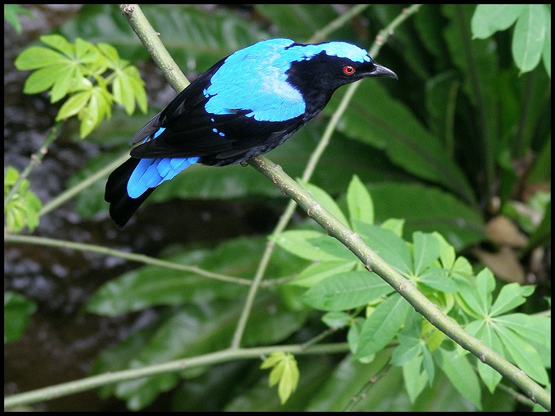 Burung Cucak Biru Vian Bird Farm