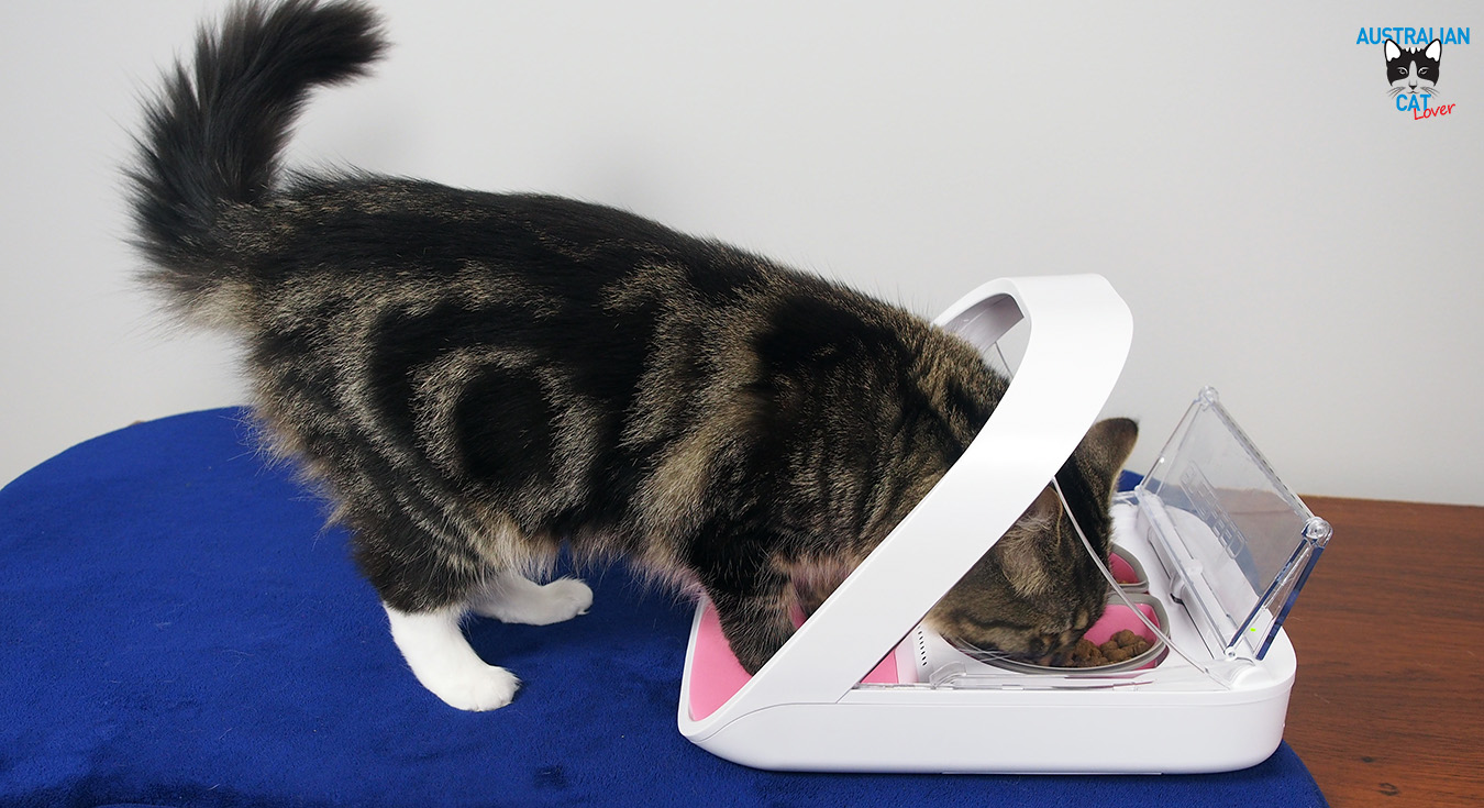 microchip cat feeder for 2 cats microchip cat feeder for 2 cats