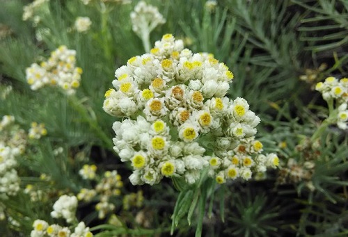  Bunga  Edelweiss Mengenal Lebih Dekat Dengan Bunga  Abadi 