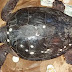 Μία Θαλάσσια χελώνα caretta caretta εντοπίστηκε χτυπημένη στην Πούντα Ακτίου