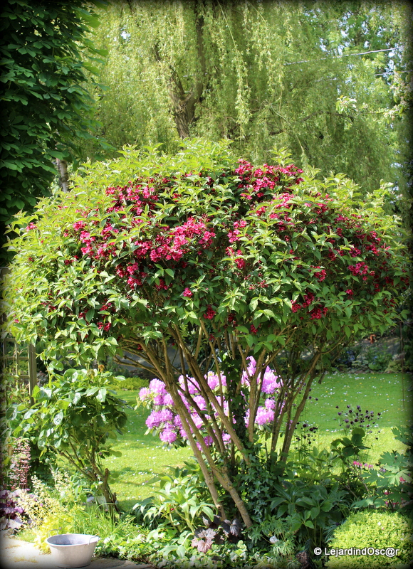 Ma Planete Jardin Un Weigelia Bristol Ruby Pour Sa Couleur Rouge