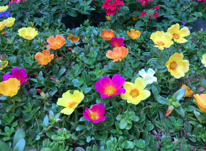 portulaca umbraticola (verdolaga) varios colores